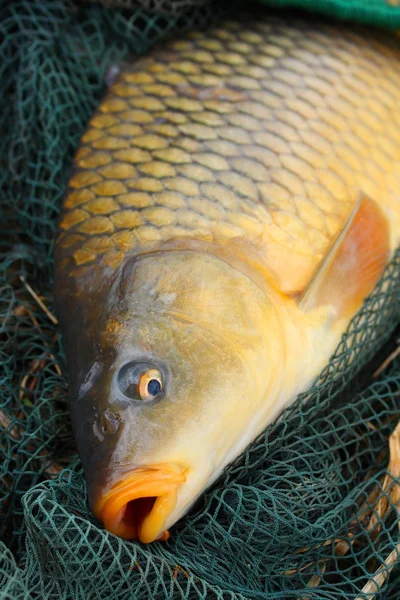 La carpa común (Cyprinus carpio) en una red de aterrizaje. Trofeo de pez del río Radbuza en República Checa, Europa . — Foto de Stock