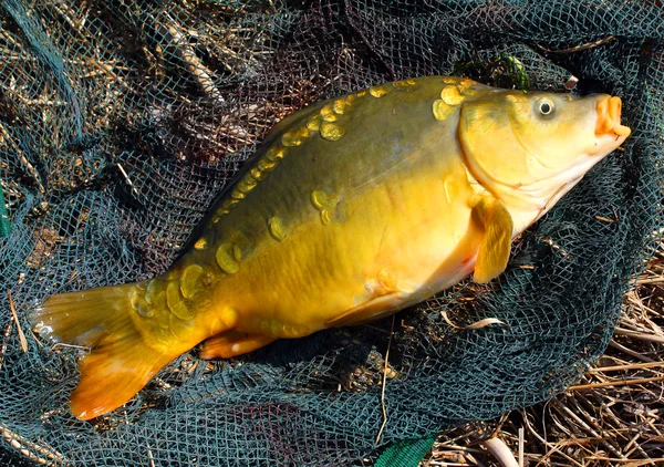 La carpa común (Cyprinus carpio) en la red de desembarque . —  Fotos de Stock