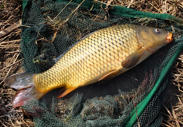 Карп Коммон (Cyprinus carpio) на посадочной сети. Трофейная рыба из реки Радбуза в Чехии, Европа . — стоковое фото