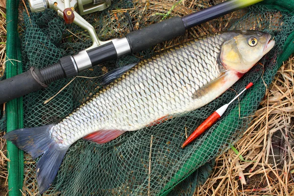 The fish on a landing net. ( Ide - Leuciscus idus) — Stock Photo, Image