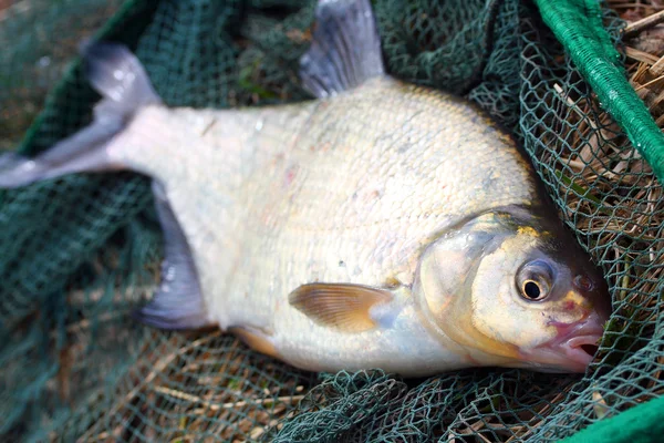 The Common carp (Cyprinus carpio) on a landing net. Trophy fish from The Radbuza river in Czech Republic, Europe. — Stock Photo, Image