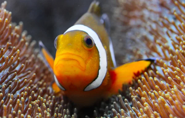 The Clownfish (Amphiprion ocellaris). — Stock Photo, Image