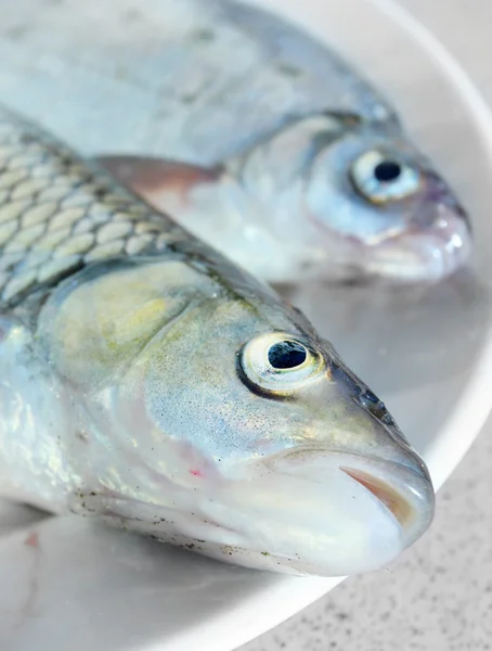 Peixe cru fresco em um prato . — Fotografia de Stock