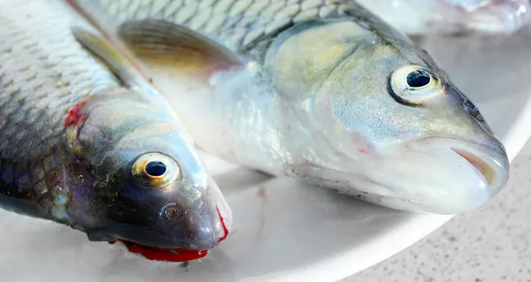 Färsk rå fisk på en maträtt. — Stockfoto