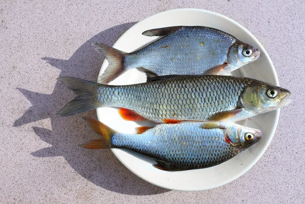 Poisson cru frais sur un plat . — Photo