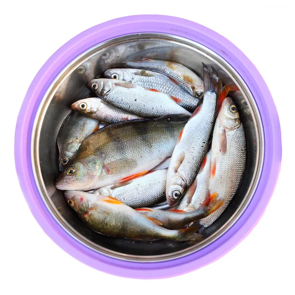 Pescado crudo fresco en un plato . —  Fotos de Stock