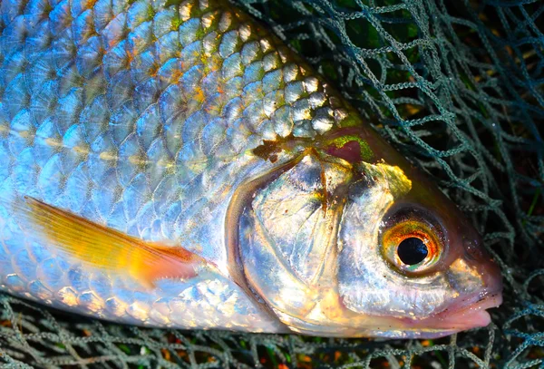 Den gemensamma roach (rutilus rutilus) om ett fiske som är netto. — Stockfoto