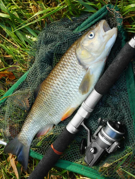 Picture of a trophy fish. The Big European Chub (Squalius cephalus) on a landing net. — Stock Photo, Image