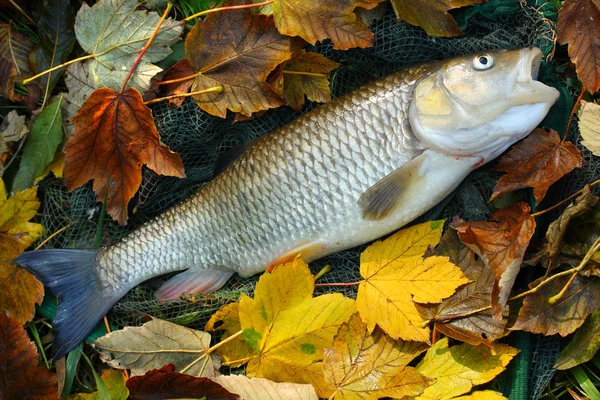 Picture of a trophy fish. The Big European Chub (Squalius cephalus) on a landing net. — Stock Photo, Image