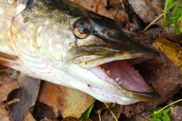 Štika obecná (esox lucius) má dlouhé a význačné historii v kuchyni a jsou populární jízdné v Evropě. dužnina je bílá a mírné ochutnávka. — Stock fotografie