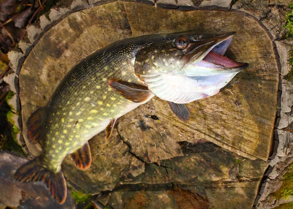 The Northern Pike (Esox lucius) have a long and distinguished history in cuisine and are popular fare in Europe. The flesh is white and mild-tasting. — Stock Photo, Image