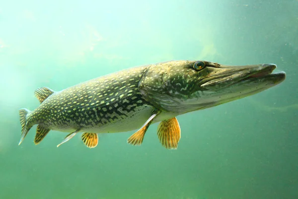 büyük pike (esox lucius).