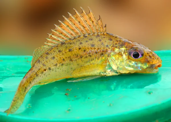 The Eurasian Ruffe (Gymnocephalus cernuus) is a freshwater predatory fish found in temperate regions of Europe and northern Asia. — Stock Photo, Image