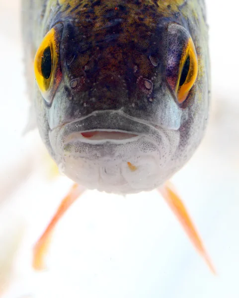 Intressant bild av ett tropiska rev fisk på nära håll. — Stockfoto