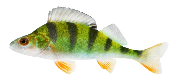 The European Perch (Perca fluviatilis) is a predatory fish found in temperate regions of Europe and northern Asia. — Stock Photo, Image