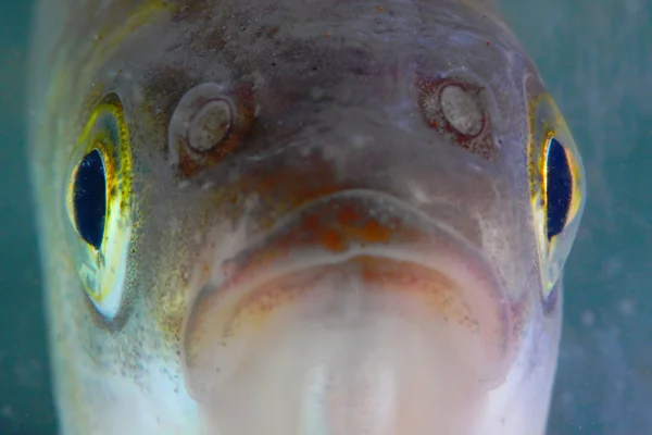 Image intéressante d'un poisson de récif tropical de près . — Photo