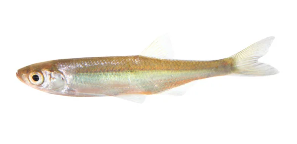 The common dace (Leuciscus leuciscus) is a fresh or brackish-water fish belonging to the family Cyprinidae. — Stock Photo, Image