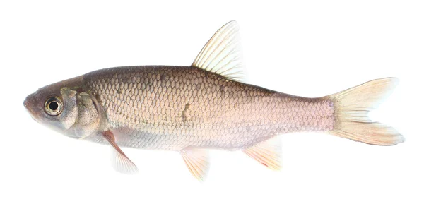 La daza común (Leuciscus leuciscus) es un pez de agua dulce o salobre perteneciente a la familia Cyprinidae. . —  Fotos de Stock