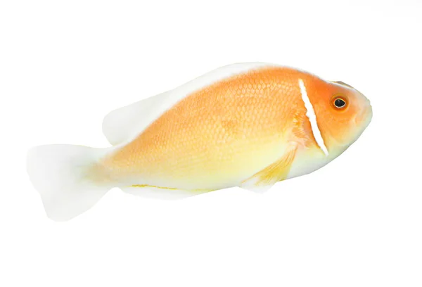 Tropical fish. — Stock Photo, Image