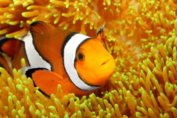 The Clownfish (Amphiprion ocellaris). — Stock Photo, Image