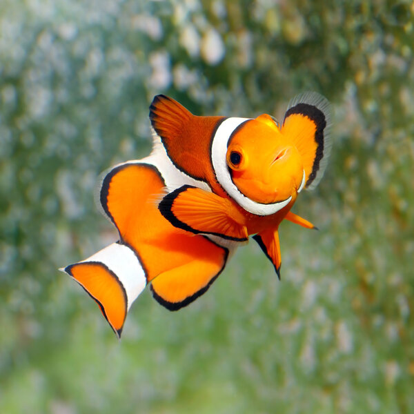 The Clownfish (Amphiprion ocellaris).