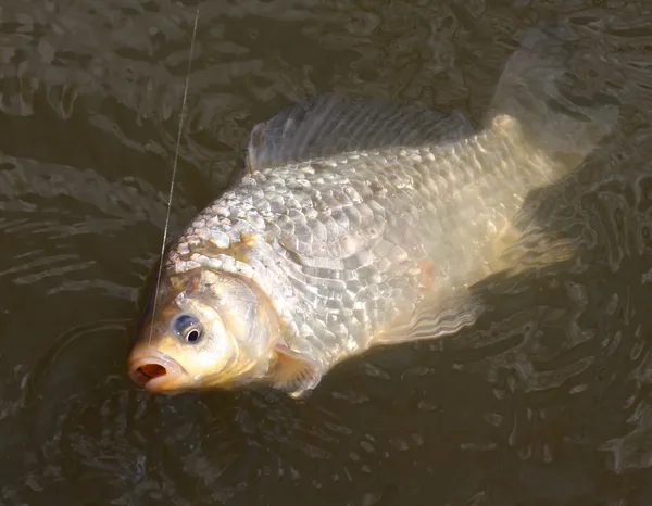 Luta contra a Carpa (Crucian Carp) em uma linha de pesca . — Fotografia de Stock