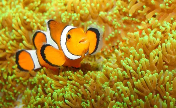 Le clown (Amphiprion ocellaris) ). — Photo