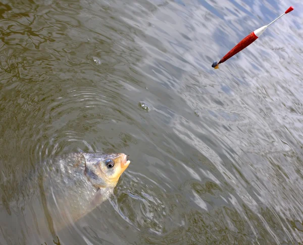 Combattere la carpa (carpa crociata) su una lenza da pesca . — Foto Stock