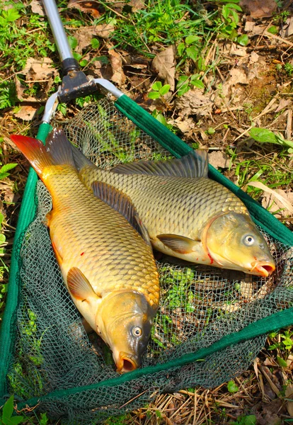 Fish on fishing net. The Common Carp ( Cyprinus Carpio ). In Central Europe ( Poland and Czech Republic ), fish is a traditional part of a Christmas Eve dinner. — Stock Photo, Image