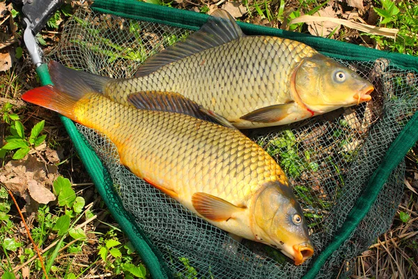 Ryby na rybářských sítí. kapr obecný (cyprinus carpio). ve střední Evropě (Polsko a Česká republika), ryba je tradiční součástí Štědrovečerní večeře. — Stock fotografie