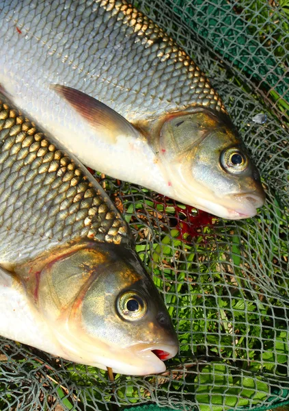 El pez en una red de aterrizaje. (Ide - Leuciscus idus ) — Foto de Stock