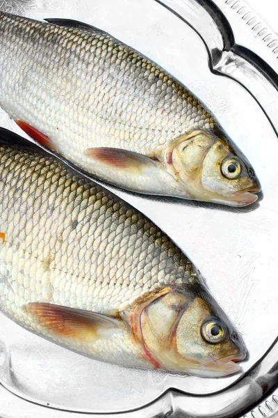Peixe cru fresco em um prato. (Leuciscus idus ) — Fotografia de Stock