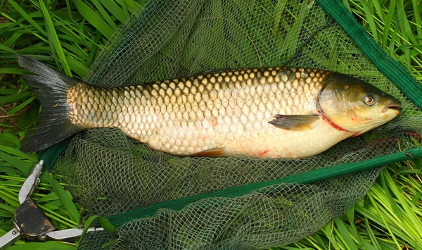 Il pesce su una rete da sbarco. (Ide - Leuciscus idus ) — Foto Stock