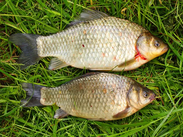 Crucian Carp (Carassius carassius) и Common carp (Cyprinus carpio ) — стоковое фото