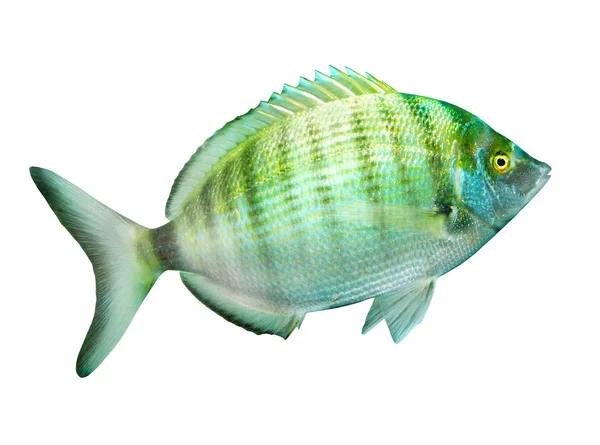 Tropical fish. — Stock Photo, Image