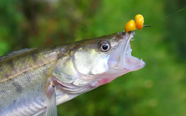 Fresh catch of The Zander or Pike-perch (Sander lucioperca). — Stock Photo, Image