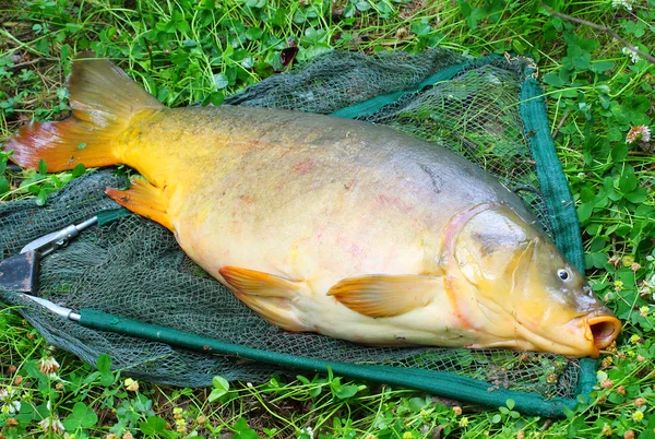 The Common carp (Cyprinus carpio) on a landing net. Trophy fish from The Radbuza river in Czech Republic, Europe. — Stock Photo, Image