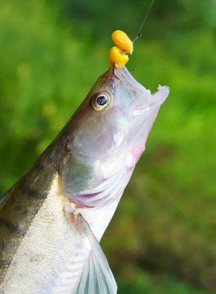 ザンダーのパイク-スズキ (研摩機 lucioperca 新鮮なキャッチ). — ストック写真