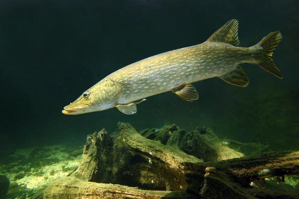 Nagy csuka (esox lucius). — Stock Fotó