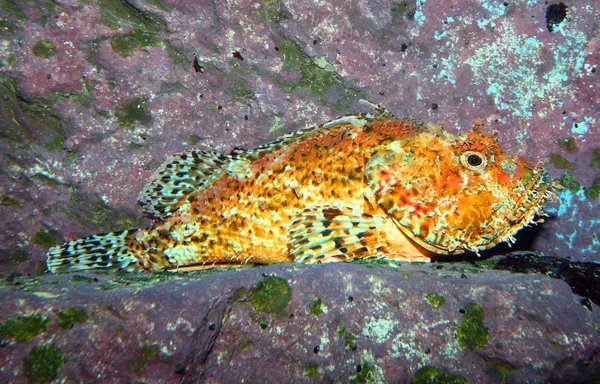 O Scorpionfish (Scorpaena porcus ). — Fotografia de Stock