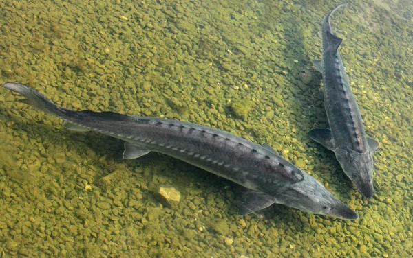 El esturión. Grandes peces en el río Danubio. Este pescado es una fuente de caviar y carne sabrosa . — Foto de Stock