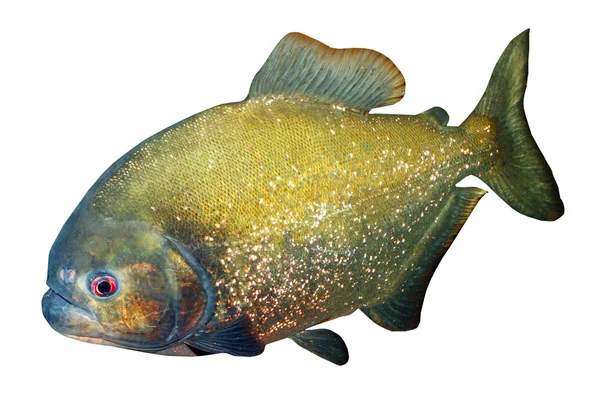 Piranha isolato su sfondo bianco — Foto Stock