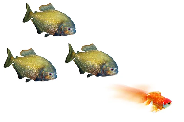 Piranhas agressifs - image conceptuelle - métaphore d'entreprise — Photo