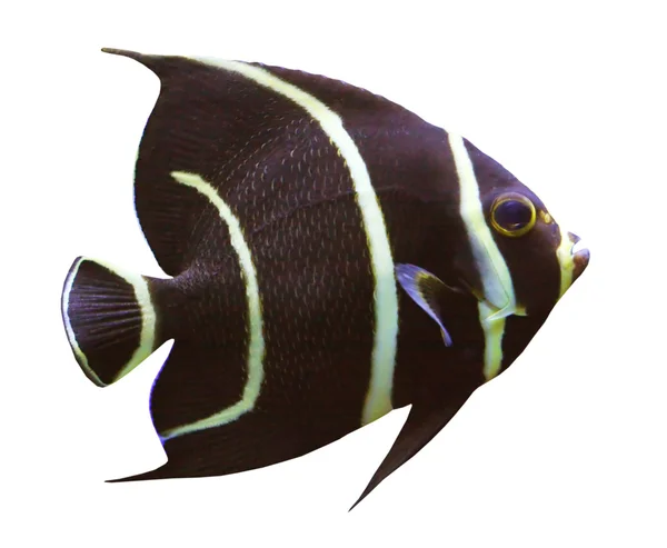 Tropical fish. — Zdjęcie stockowe