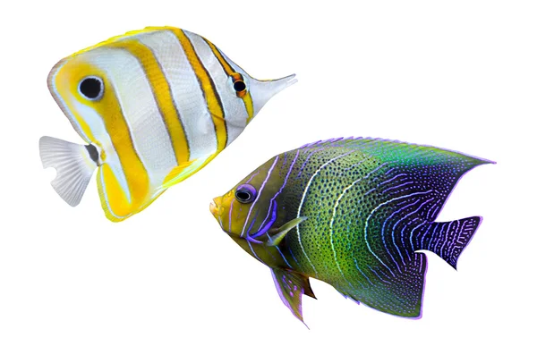 Tropical fish. — Stock Photo, Image