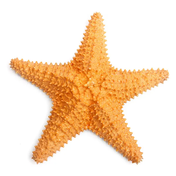 La estrella de mar caribeña . — Foto de Stock