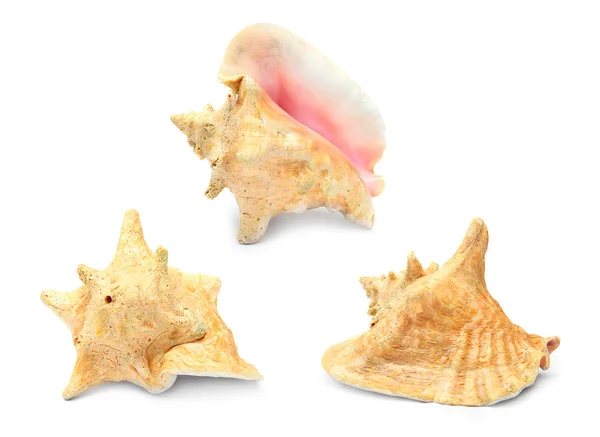 The Queen Conch (Lobatus gigas) is a species of large edible sea snail from the Caribbean sea. — Stock Photo, Image
