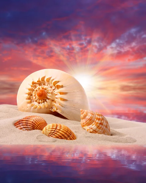 Muscheln am Strand und schöner Sonnenuntergang über einem tropischen Meer. — Stockfoto