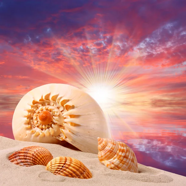 Conchas do mar na praia e belo pôr do sol sobre um mar tropical . — Fotografia de Stock