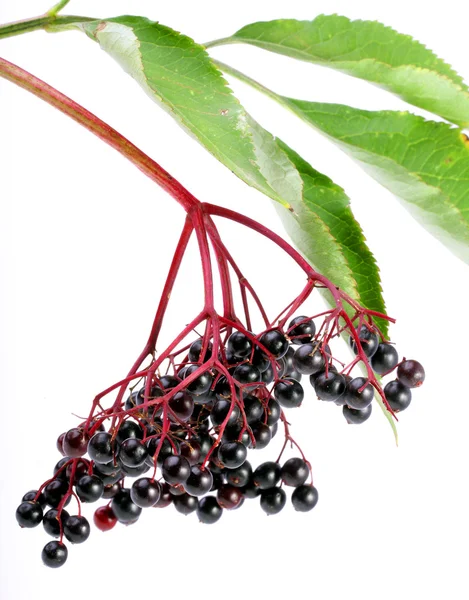 Sambucus nigra - Anziano - I fiori e le bacche sono usati più spesso per combattere l'influenza e la febbre, l'angina, ecc. . — Foto Stock